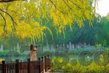 足球比分直播红-足球比分直播红，赛场烽火，实时点燃激情